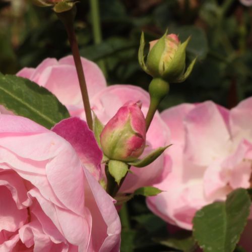 Rosa Sorbet Pink™ - rosa - Árbol de Rosas Miniatura - rosal de pie alto- forma de corona tupida